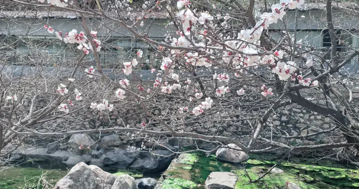 一个人真正成熟的标志：是能够接纳这个世界的灰色