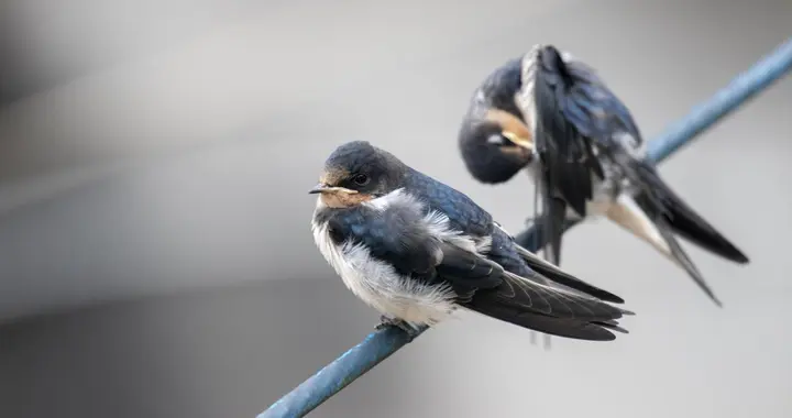 燕子筑巢是“三月来，四月筑”，事实是真的这样吗，有道理吗？