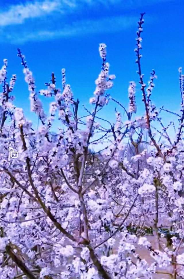 七律.春暖花遍开