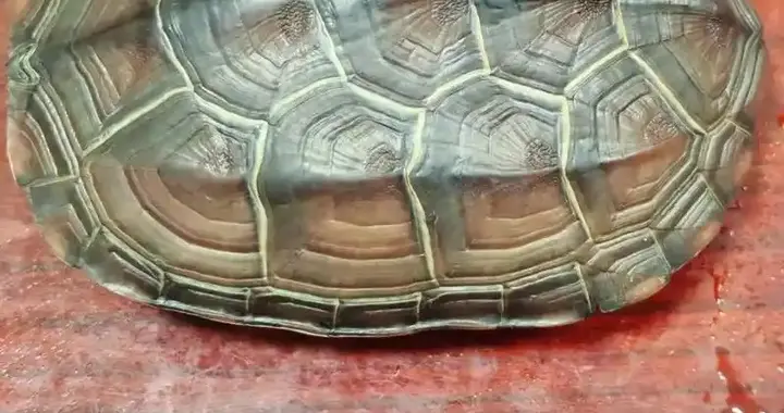 腹针苍龟图，苍龟探穴针刺方法与穴位口诀‌