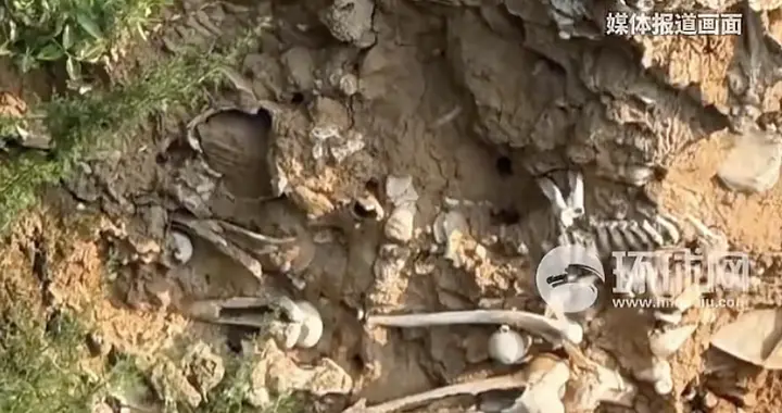 山西稷山回应“突现大量白骨”：系玉壁之战遗骸