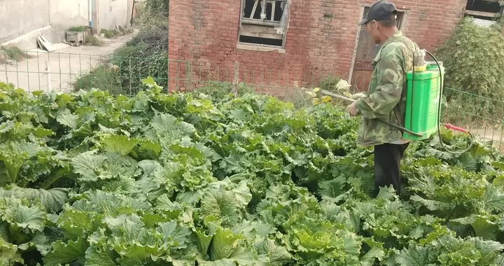 家庭种植蔬菜，自制防治虫害小配方，效果好还没有危害，简单实用