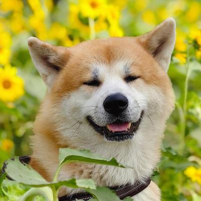 龙儿美食：5月1日起养狗严管！全国统一法