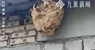 湖南5人捅马蜂窝，8天后路人被蛰身亡报警，法院判了，上诉也没用