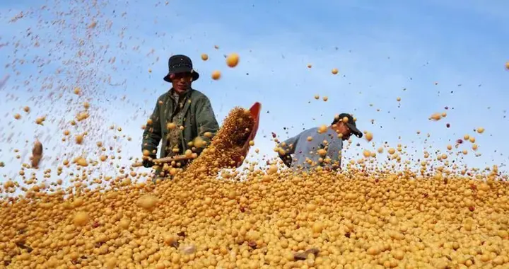 中美没有谈成，散场24小时后，特朗普开始吹牛，中国将买千吨大豆