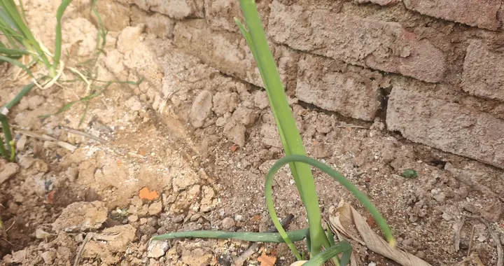 别迷信种菜玄学了！ 我家破墙根的葱，才是生活真相！