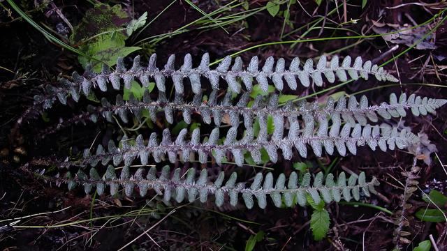 千帆看：在野外看到这个，能摘回家吗？