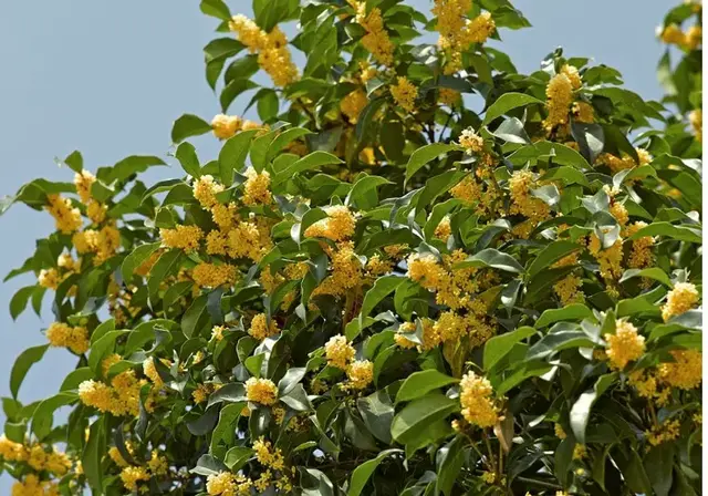 6种花“霸气镇宅”，家中一放，辟邪保平安，充满祥瑞之气！