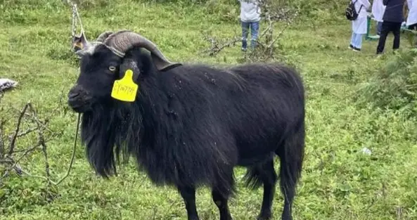 曾被认为已灭绝，2020年云南临沧一村民家出现8只，惊动各地专家