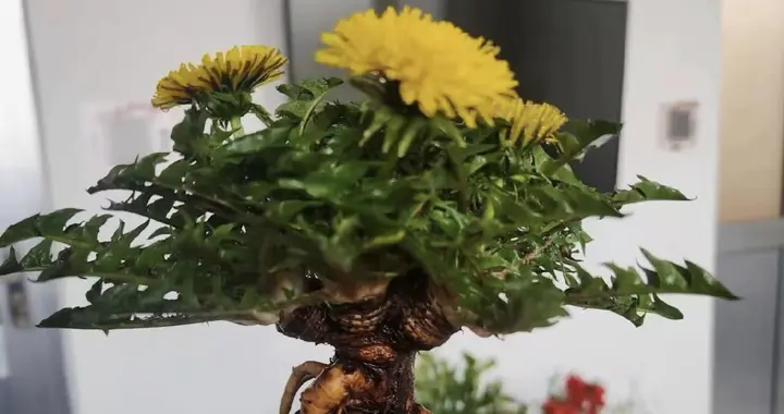 云南一位男子，因晒朋友“蒲公英老桩”走红，网友：养成仙草了