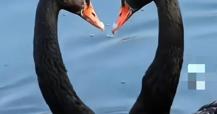 跨年夜偷食公园黑天鹅！男子一句“以为没人要”，网友怒了