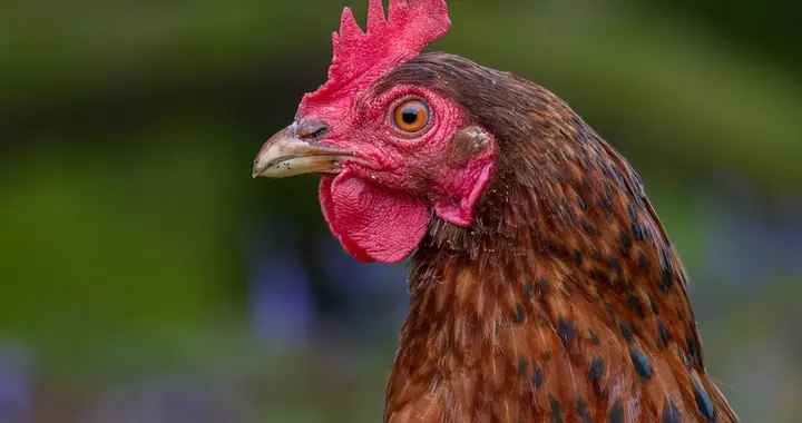 为什么鸡头比你买的云台还要稳定？