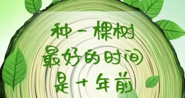 与一棵树的对话：在春天里学习“慢生长”的智慧