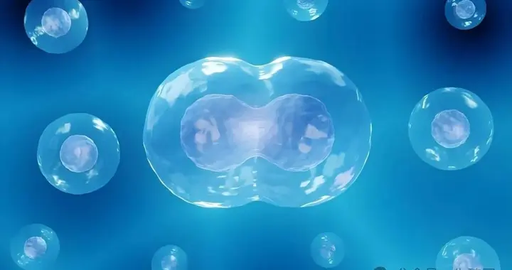 比干细胞有效！从无到26.7%怀孕率奇迹！我学者早衰领域重大进展