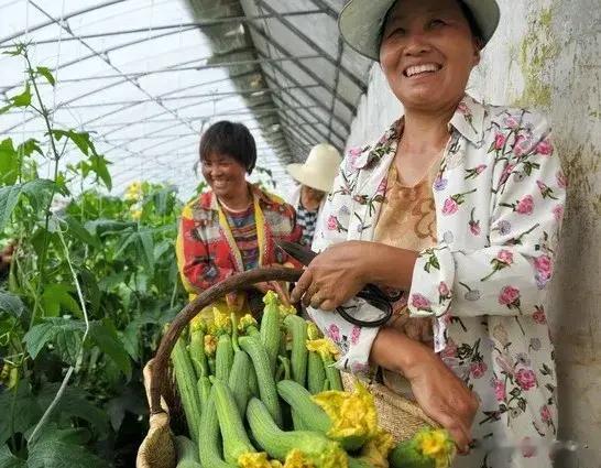 种瓜得瓜，雌花多、坐瓜多、农家小妙招大揭秘