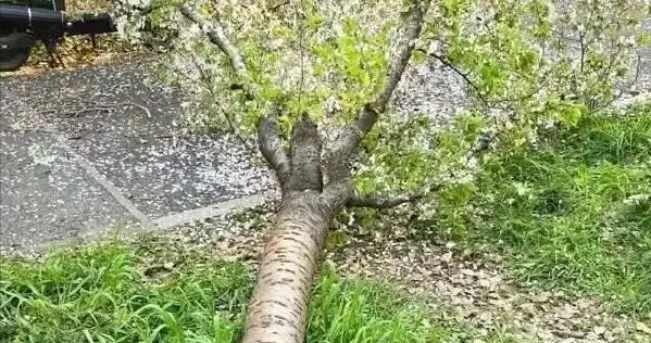 一棵樱花树的死亡证明：不堪重妇！