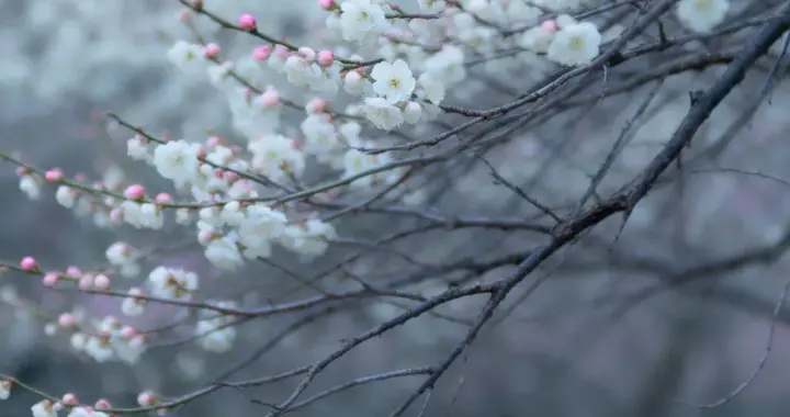 风起花颤 | 一树白梅与粉苞的春日私语