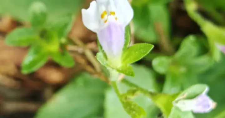 与痛风斗争的历程，3 80