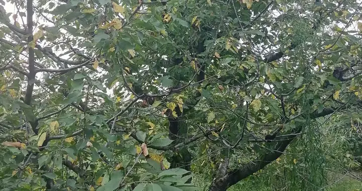 也谈谈谈谈大樱桃褐斑病