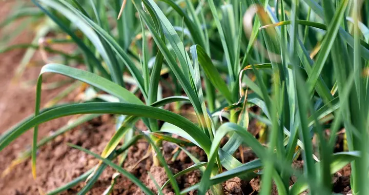 大蒜怎么种植蒜苗长得又快又好，老菜农的种植办法，看一遍就会了