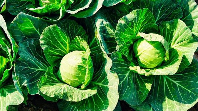 卷心菜生长中的常见错误？这些病虫害防治技巧让你的菜园充满生机
