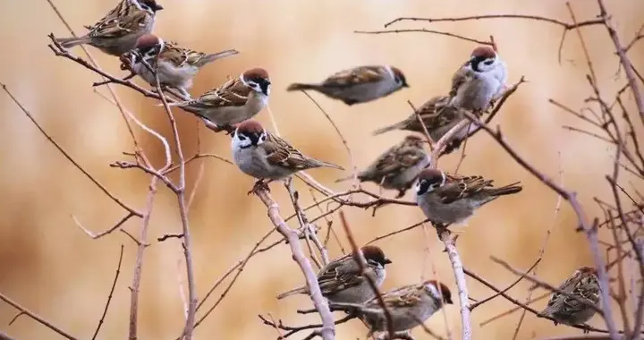 我们这代人的记忆正在消失：为什么再也看不到成群的麻雀了？