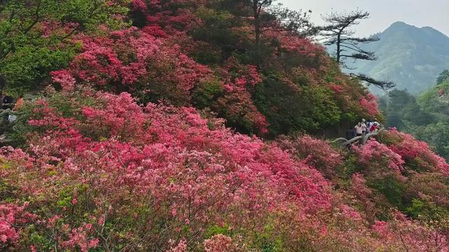 光是马：黄陂云雾山已经承包给个人了，什么