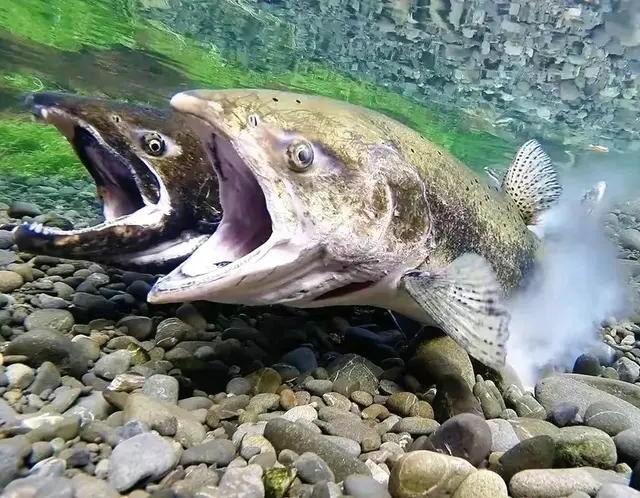 大马哈鱼的“哭泣”:为了生命的延续，却要为此付出生命为代价？