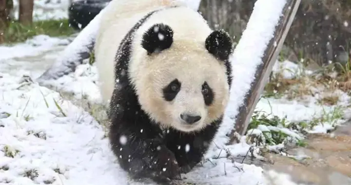 拿熊猫当 “贡品”？日本向台索要国宝，国台办：两岸怒火饶不了你