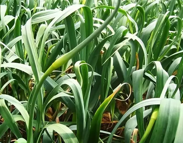 大蒜抽薹时候，这几种肥料不能少，少了蒜薹长不好、蒜头还小