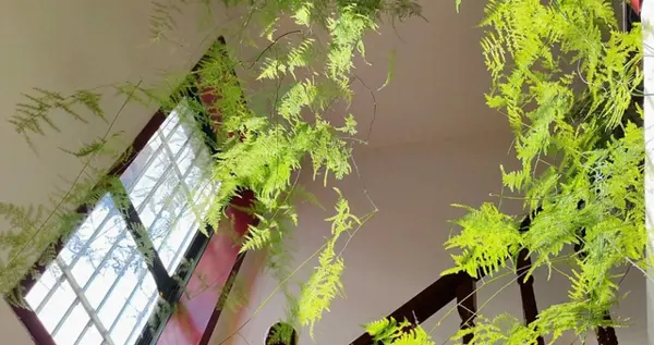 江苏一姑娘，晒妈妈养7年的文竹，网友：不得了，你家文竹成了精