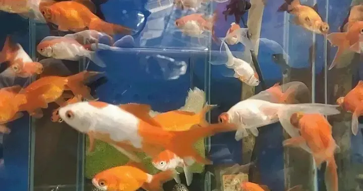 成都人松弛一日游→逛鲜花集市，吃江湖美食，赏飞瀑庭院~