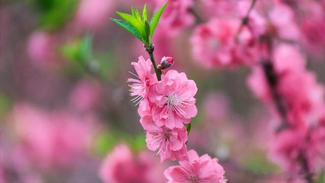 这几个星座越努力越会顺，不要只靠天分哦