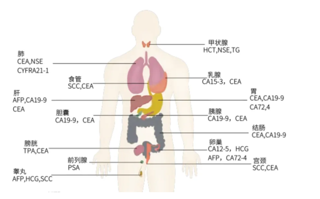抽管血就能发现肿瘤信号？一文读懂肿瘤标志物