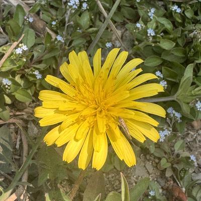 无处无声：女方：“你认识野菜吗？” 我