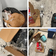 没电脑不方便  以下只是我家三只猫生活习惯结合我的观点做出的判断。  ...