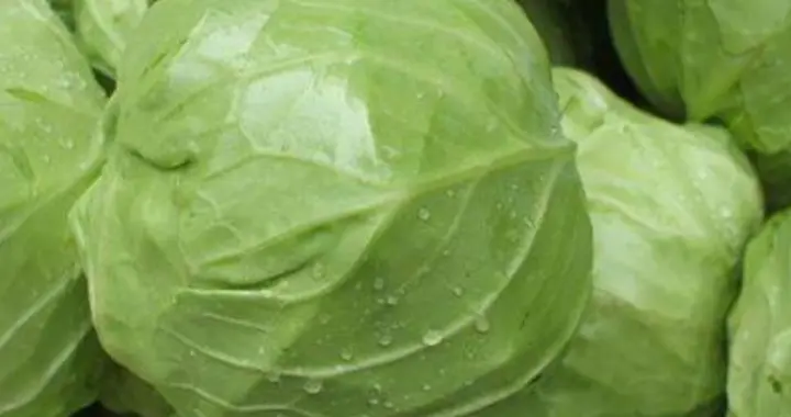 包菜再次受到关注！医生发现：糖尿病患者吃包菜时，有这5点好处