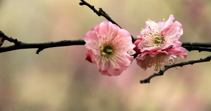 高树临溪艳 低枝隔竹繁——韦蟾《梅》赏析
