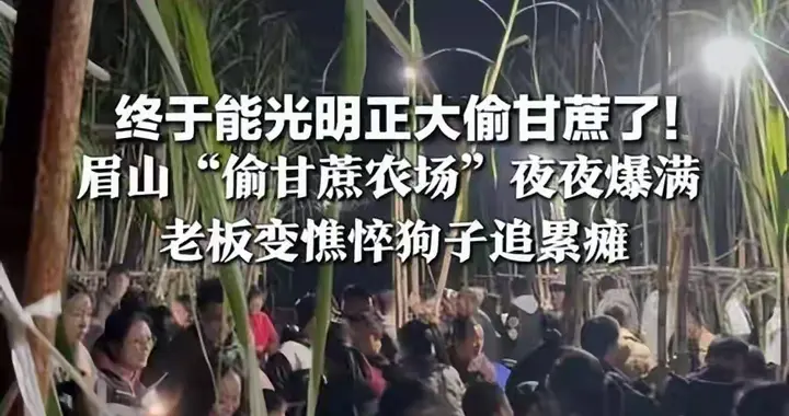 9.9元“偷甘蔗”爆火 谁在花钱买罪受