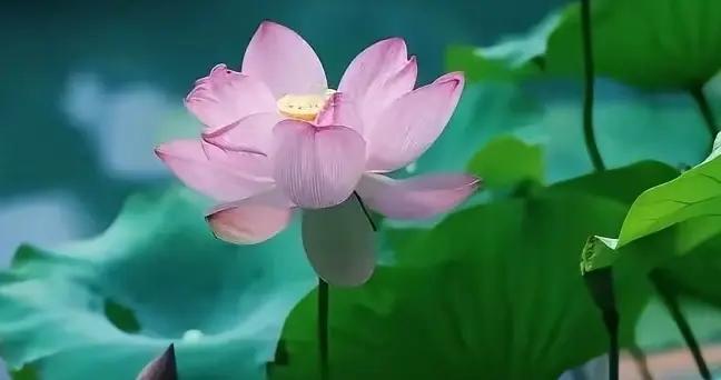 《易经》中阴阳符号的真相