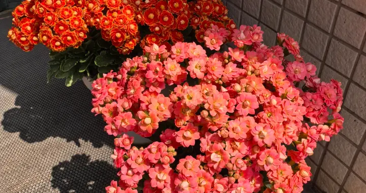 降温后，及时扦插4种花，插在土里就能活，特别省心