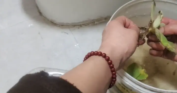 今天下午，看看我做的是什么，是你喜欢吃的吗？