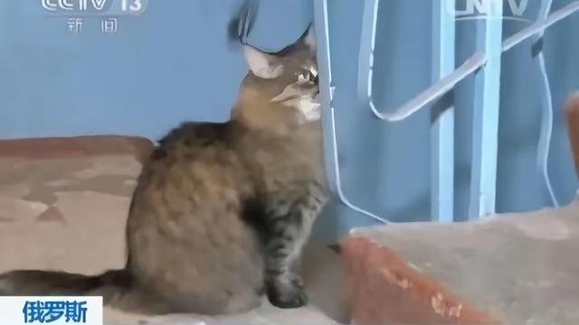 MayHo美好：俄罗斯一只流浪猫火遍全球