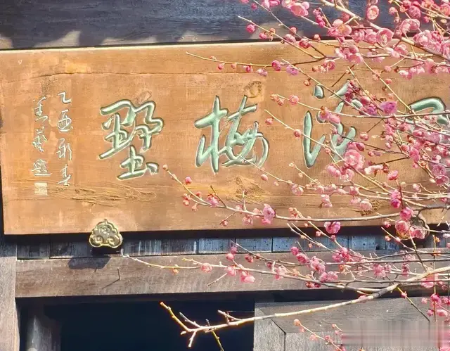 杭州探梅打卡攻略