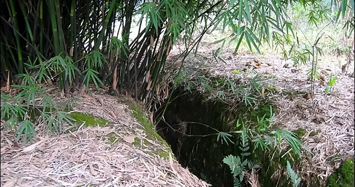 忠山有幸埋忠骨：朱德两弟血染泸州，护国战场定格兄弟情