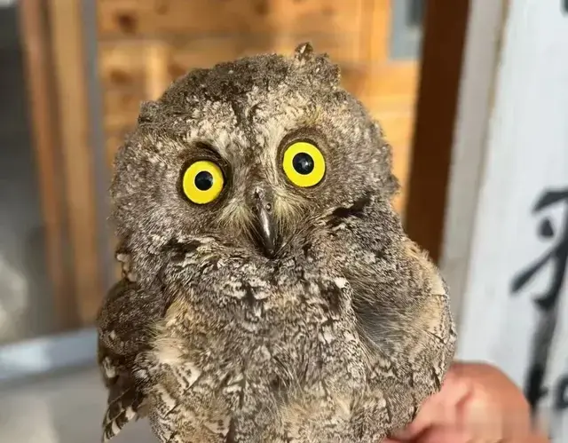 爱心不停步，郑州市野生动物救护站在行动