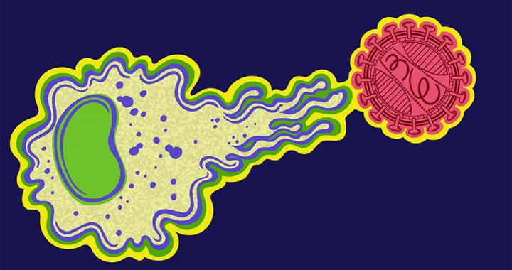 印度研找到“帮艾滋病毒逃脱免疫狙击的盾牌”，开发更有效的疫苗