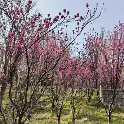 想去看最美的风景wsg：蒲寿庚为什么对南