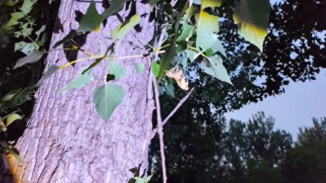 山东烟台，野生金蝉依然很多，看看两个人一晚上能捉多少