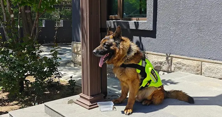 中国警犬五大顶流！德牧昆明犬各显神通，谁是警队“全能战神”？